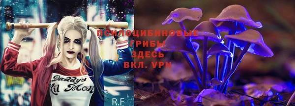 ПСИЛОЦИБИНОВЫЕ ГРИБЫ Новозыбков